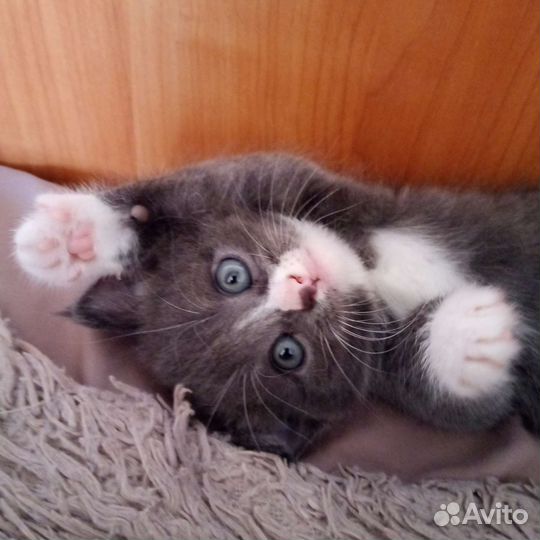 Кошка в дар бесплатно