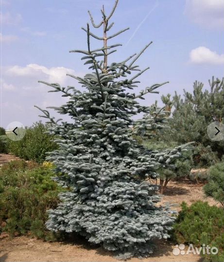 Пихта благородная Глаука