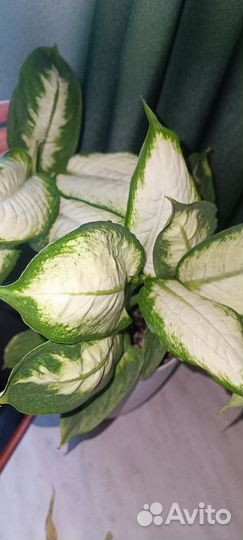 Диффенбахия