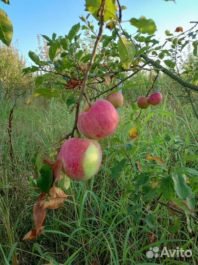 Яблоки оптом