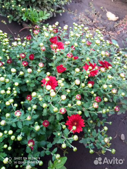 Мультифлора