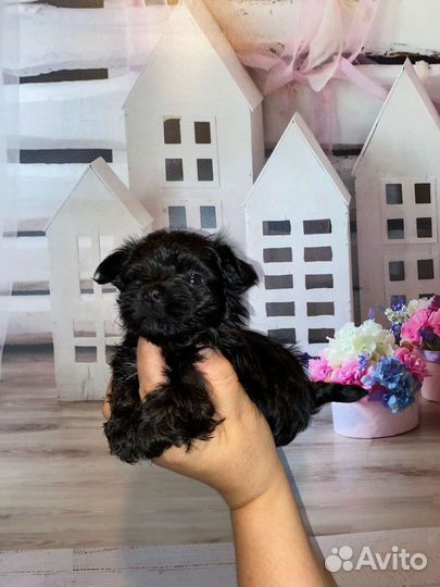 Мальтиболи