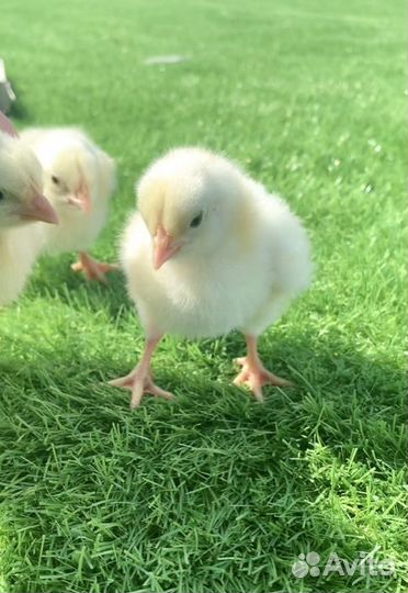 Бройлер Чехия Кобб-500 и Росс-308 в Белая Глина