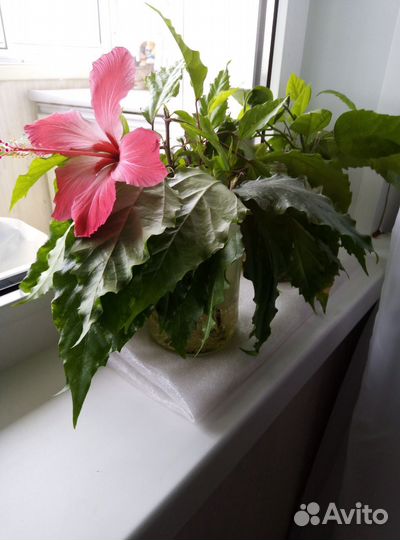 Комнатные растения