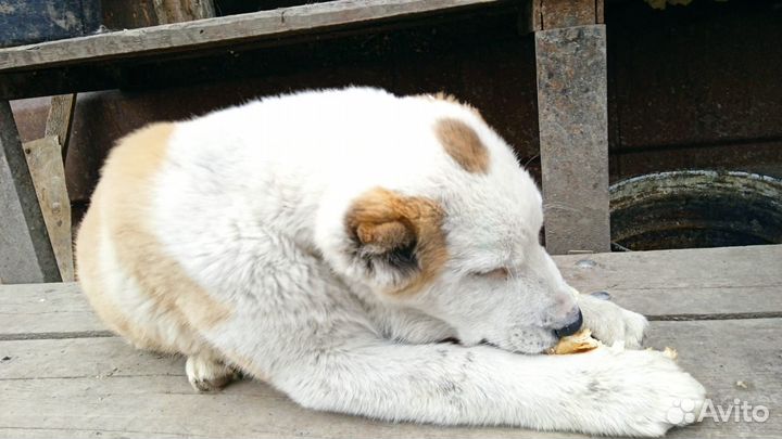 Среднеазиатская овчарка