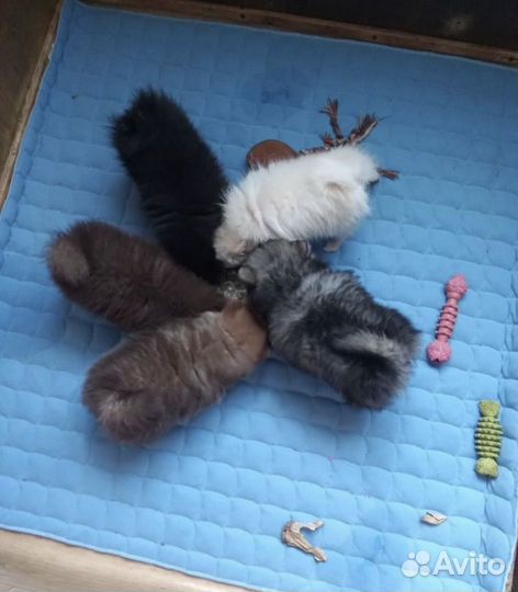 Щенки шпица