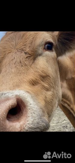 Коровы быки и телки