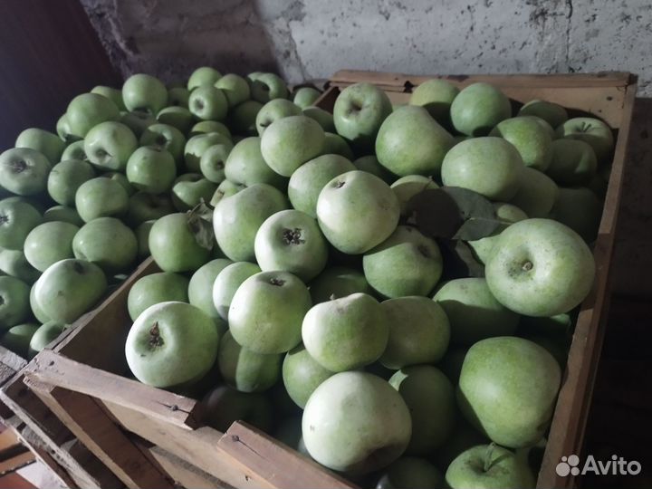 Яблоки