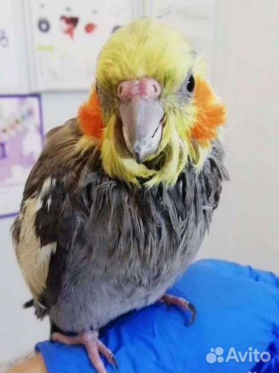 Ветеринарный врач на дом