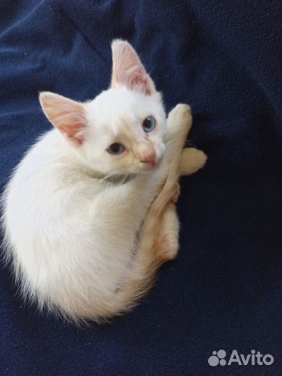 Котенок мальчик бесплатно