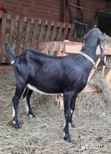 Козочка англо-нубийская