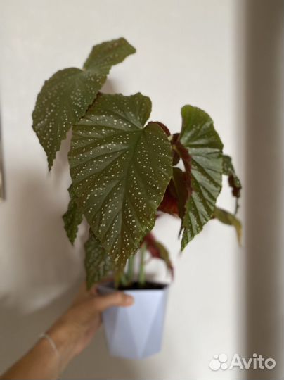 Панданус,бегония