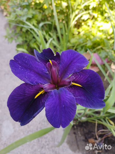 Ирис луизианский