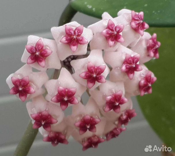 Хойя Обовата. Комнатные растения. Hoya Obovata