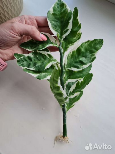 Педилантус