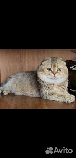 Шотландский кот