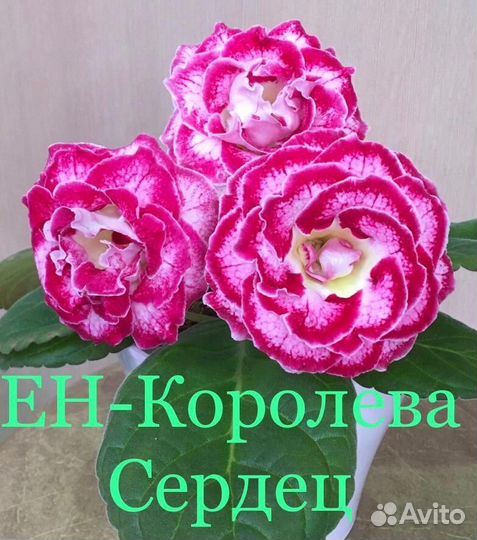 Глоксиния сортовая