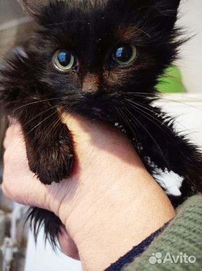 Кошечка малышка