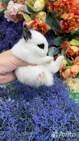Мини кролики