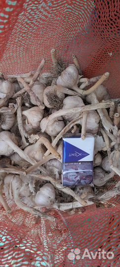 Чеснок