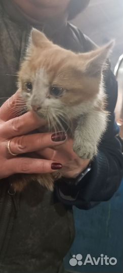 Котята в добрые руки даром