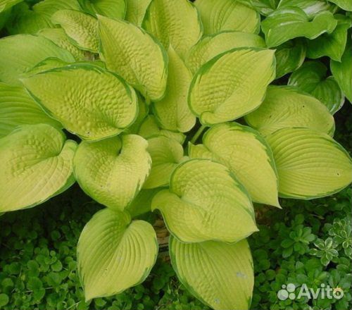 Хосты жёлтые