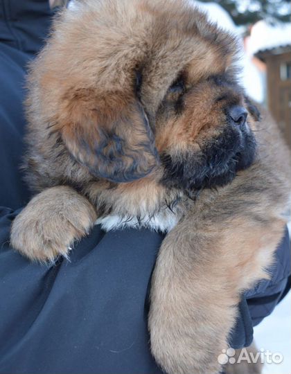 Тибетский мастиф