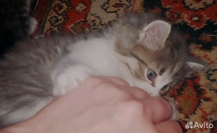 Милый пушистый котёнок