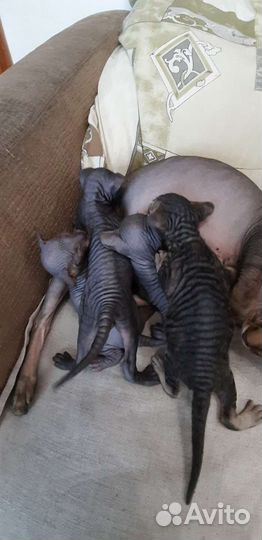 Котята сфинкс