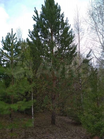 Участок 5,59 га (СНТ, ДНП)