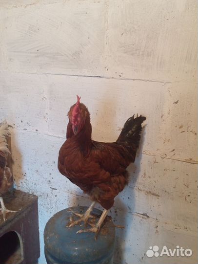 Молодые петухи