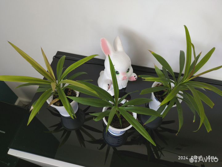 Пальма драцена