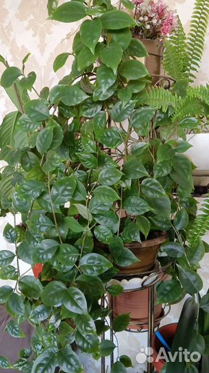 Комнатные цветы