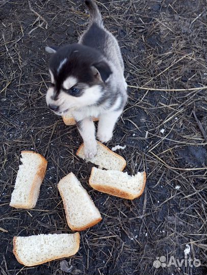 Отдам бесплатно хаски