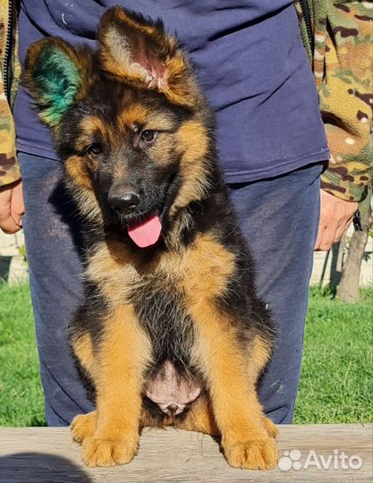 Девочка немецкой овчарки