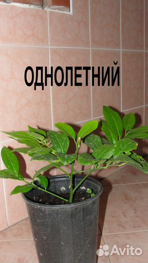 Павловский лимон