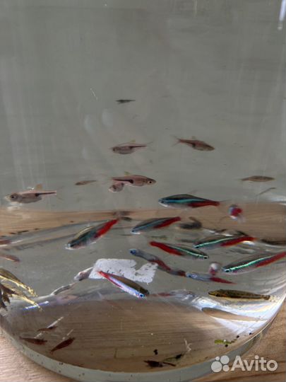 Аквариум, рыбки, decor