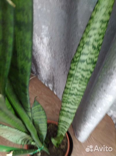 Замиокулькас