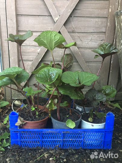 Бузульник зубчатый 