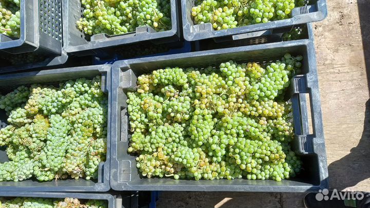 Виноград технических сортов