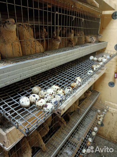 Яйца перепелиные