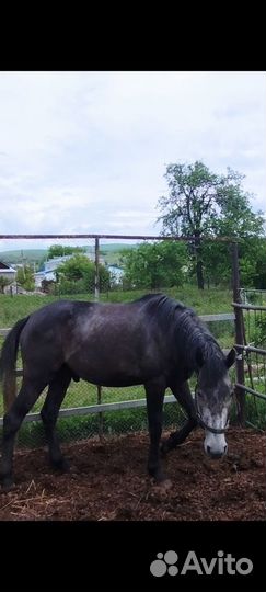 Лошадь жеребец