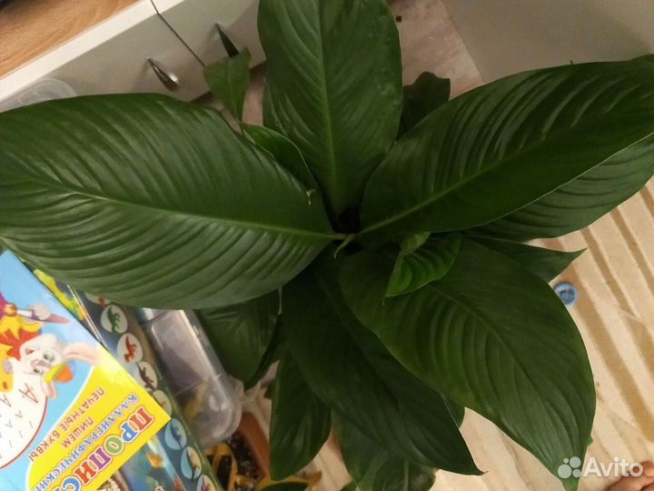 Спатифиллум