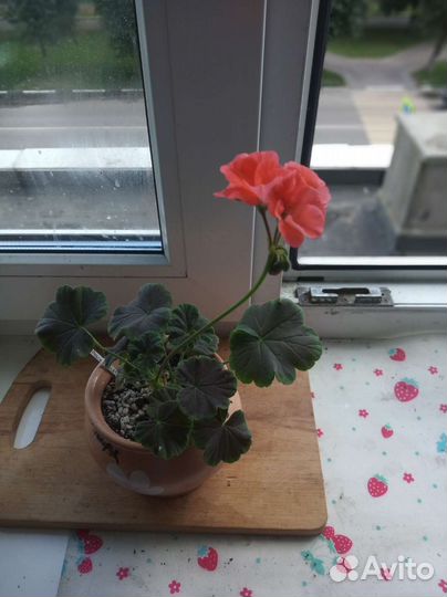 Герань пеларгония