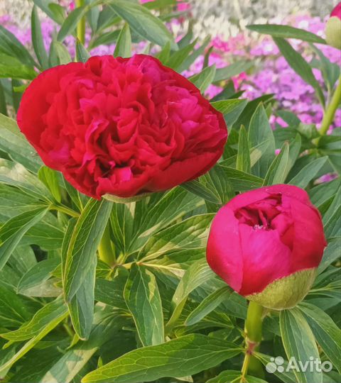 Пион Рубра Плена