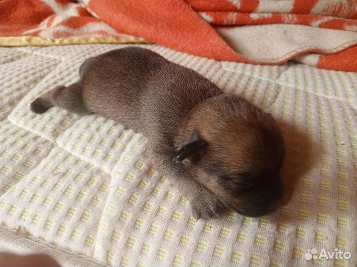 Щенки от маленькой собачки бесплатно