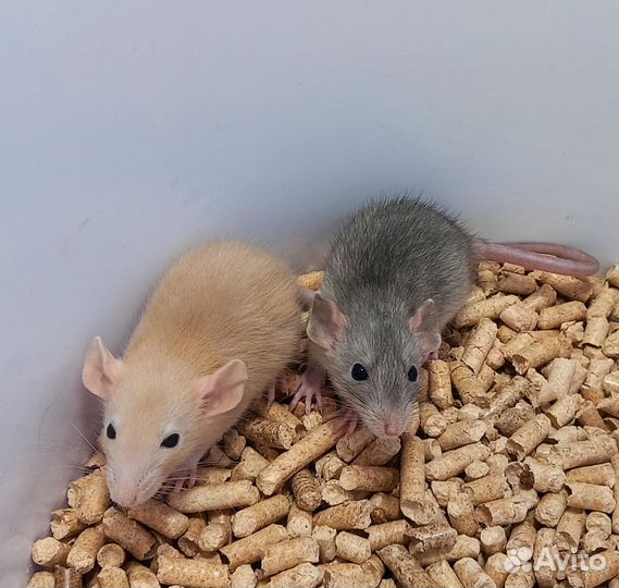 Крысята дамбо(мальчики и девочки)