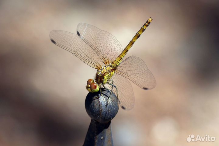 Фотоаппарат Sony Nex 3n