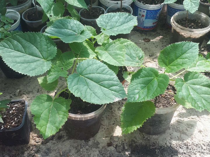 Саженцы павловния