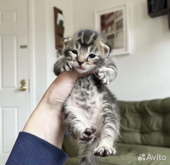 Котята